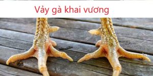 vảy gà khai vương